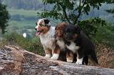 BERGER AUSTRALIEN PUPPIES 865